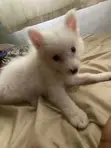 3-6 Month Female Purebred American Eskimo Puppy - 2