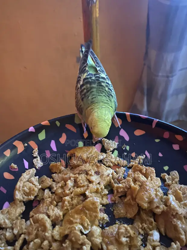 Parrot Training Services - 1