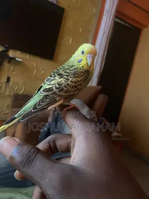 Parrot Training Services