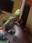 Parrot Training Services - 2