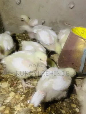 Live Broiler Chickens (3 Weeks Old)