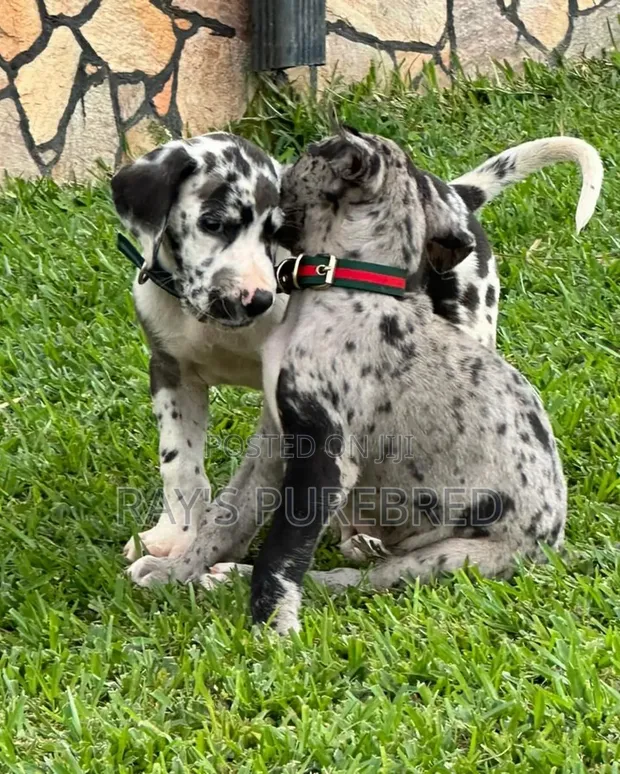 Purebred Great Dane Puppy - 1-3 Months Old - 1