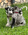 Purebred Great Dane Puppy - 1-3 Months Old - 1