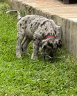 Purebred Great Dane Puppy - 1-3 Months Old - 2