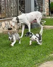 Purebred Great Dane Puppy - 1-3 Months Old - 3