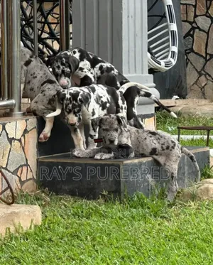 Purebred Great Dane Puppy - 1-3 Months Old