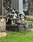Purebred Great Dane Puppy - 1-3 Months Old - 4