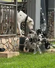 Purebred Great Dane Puppy - 1-3 Months Old - 5