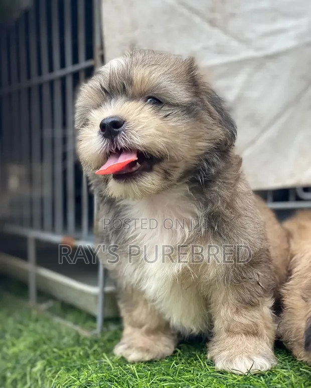Zuriya Mai Tsarki Ta Lhasa Apso - Wata 1-3 Da Hawa - 1