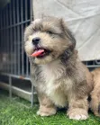 Zuriya Mai Tsarki Ta Lhasa Apso - Wata 1-3 Da Hawa - 1