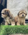 Zuriya Mai Tsarki Ta Lhasa Apso - Wata 1-3 Da Hawa - 2