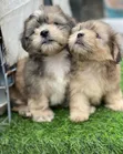 Zuriya Mai Tsarki Ta Lhasa Apso - Wata 1-3 Da Hawa - 3