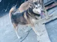 Mazaunin Cikakken Zuri'a na German Shepherd, Namiji, Sama da Shekara 1 - 1