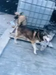 Mazaunin Cikakken Zuri'a na German Shepherd, Namiji, Sama da Shekara 1 - 2