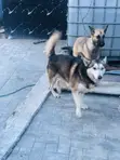 Mazaunin Cikakken Zuri'a na German Shepherd, Namiji, Sama da Shekara 1 - 3
