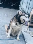 Mazaunin Cikakken Zuri'a na German Shepherd, Namiji, Sama da Shekara 1 - 4