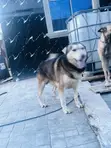 Mazaunin Cikakken Zuri'a na German Shepherd, Namiji, Sama da Shekara 1 - 5
