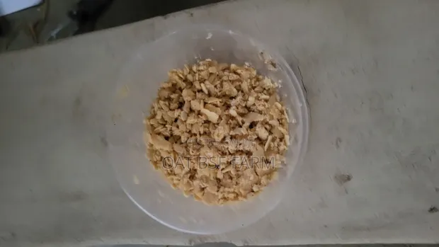 BSF Maggots (Larvae, Egg, Pupae) - 1