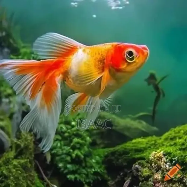 Gold Fish for Sale - 1