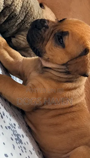 Purebred Boerboel Puppies (1-3 Months Old, Female)