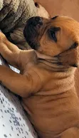 Purebred Boerboel Puppies (1-3 Months Old, Female) - 1