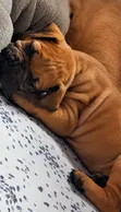 Purebred Boerboel Puppies (1-3 Months Old, Female) - 2