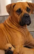 Purebred Boerboel Puppies (1-3 Months Old, Female) - 3