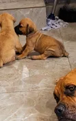 Purebred Boerboel Puppies (1-3 Months Old, Female) - 4