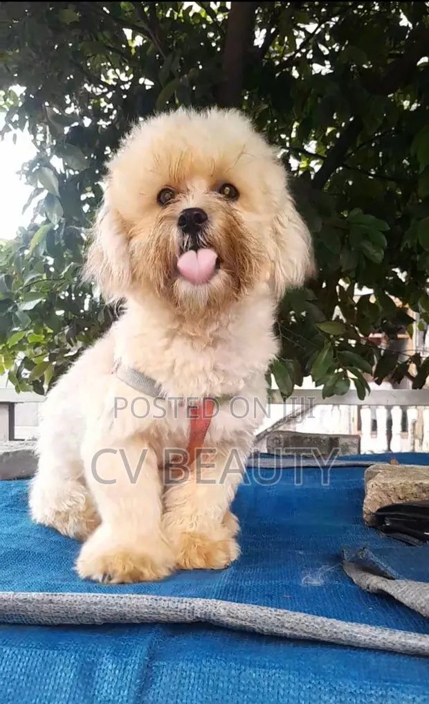 6-12 Month Male Mixed Breed Shih Tzu - 1