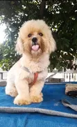Namiji Mai Gauraye Jinsin Shih Tzu, Watan 6-12 - 1