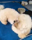 Namiji Mai Gauraye Jinsin Shih Tzu, Watan 6-12 - 2