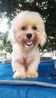 Namiji Mai Gauraye Jinsin Shih Tzu, Watan 6-12 - 3