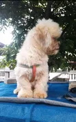 Namiji Mai Gauraye Jinsin Shih Tzu, Watan 6-12 - 4