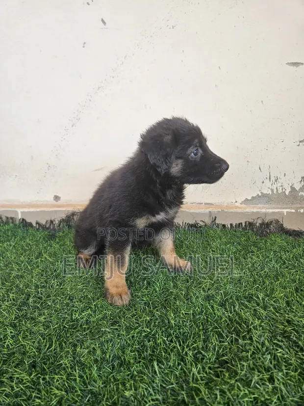 German Shepherd Yarinya 'Yan Wata 1-3 - 1