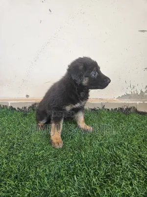 German Shepherd Yarinya 'Yan Wata 1-3