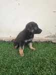 German Shepherd Yarinya 'Yan Wata 1-3 - 1