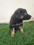 German Shepherd Yarinya 'Yan Wata 1-3 - 2