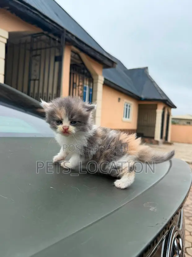 Purebred Persian Kitten - 1-3 Months Old - 1