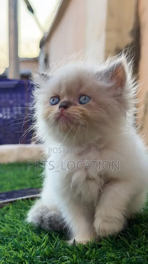 Purebred Persian Kitten - 1-3 Months Old - 1
