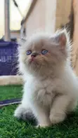 Purebred Persian Kitten - 1-3 Months Old - 1