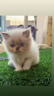 Purebred Persian Kitten - 1-3 Months Old - 2