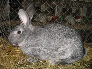Nikky Farm: Quality Rabbit Breeds