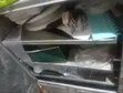 Baking Oven da aka yi amfani da shi tare da Gas Burner & Kayayyaki - 2