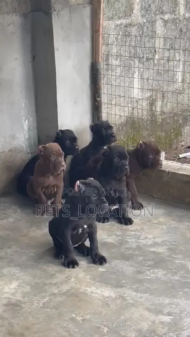 Purebred Cane Corso Puppies - Female, 1-3 Months - 1