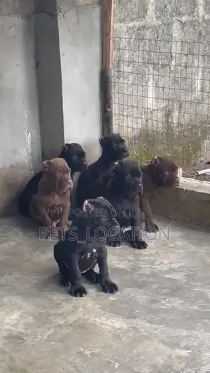 Purebred Cane Corso Puppies - Female, 1-3 Months