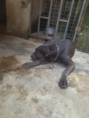 1+ Year Old Female Purebred Cane Corso