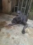 1+ Year Old Female Purebred Cane Corso - 1