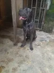 1+ Year Old Female Purebred Cane Corso - 2
