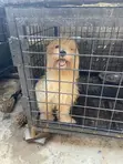 Mace Lhasa Apso Mai Tsarki - Sama Da Shekara 1 - 2