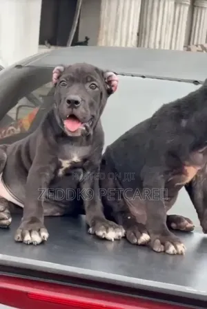 Female Cane Corso Puppy (1-3 Months)